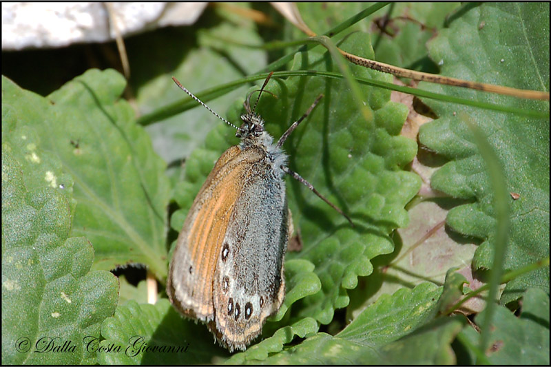 Coenonympha gardetta - Piccole Dolomiti